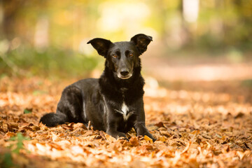 cute black mixed dog in fall