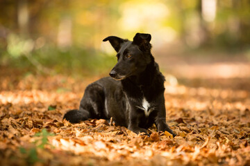 cute black mixed dog in fall