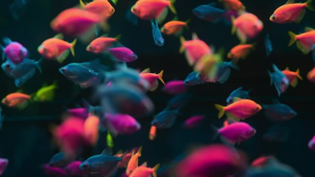 Tropical colored glofish - Gymnocorymbus ternetzi fish swimming in aquarium. View of fluorescent genetically engineered underwater pisces inhabitants. Sea bottom. Colorful nature calming background.