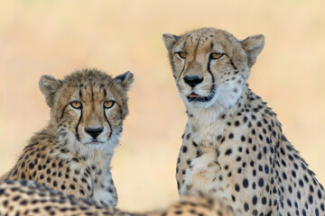 Portrait of a cheetah mother and cub in Mashatu Game Reserve in the Tuli Block in Botswana   