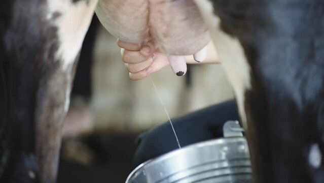 Close-up of hand farmer manual milking cow in cow milk farm