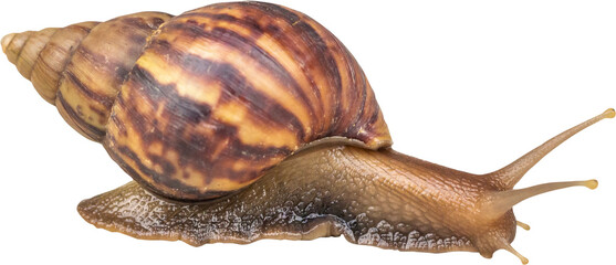 big helix snail