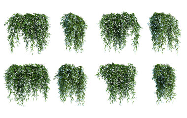 3d rendering of star jasmine hanging isolated