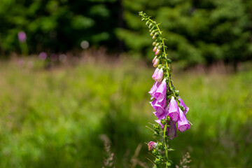 pink foxglove flowers, plant with blooming flowers and green buds, in a meadow, close-up view © Roman