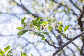 Honeybee on white flower of apple tree collecting pollen and nectar to make sweet honey with medicinal benefits..