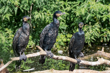 Great Cormorants (Phalacrocorax carbo) on pond