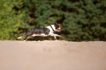 dog has fun playing in the sand  running