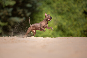 dog has fun playing in the sand  running