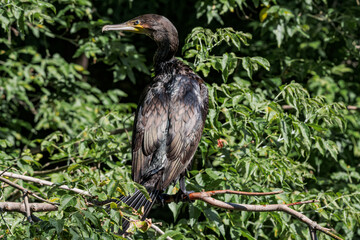 Great Cormorant (Phalacrocorax carbo) on pond
