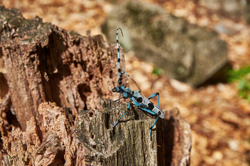 The Rosalia longicorn (Rosalia alpina) or Alpine longhorn beetle on old crumbling snag in forest