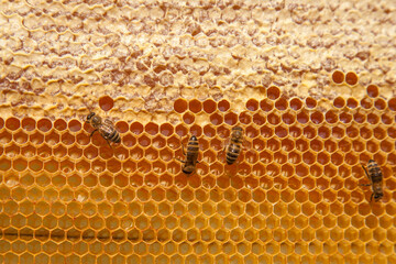 Working bees on the yellow honeycomb with sweet honey..