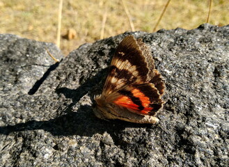 butterfly on the ground