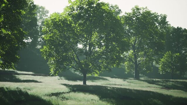 The green mapple leaves in the summer