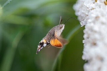 Taubenschwänzchen im Flug am Sommerflieder