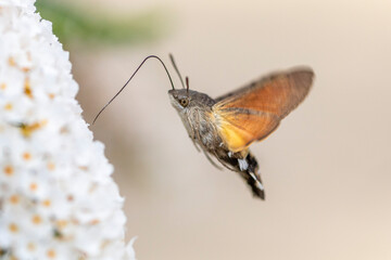 Taubenschwänzchen im Flug am Sommerflieder