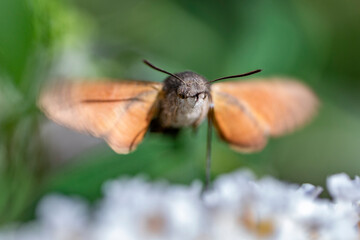 Taubenschwänzchen im Flug am Sommerflieder