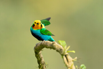 Multicoloured tanager (Chlorochrysa nitidissima) is a species of bird in the family Thraupidae. It is endemic to the mountains of Colombia, and as of 2010 has been categorized as vulnerable 
