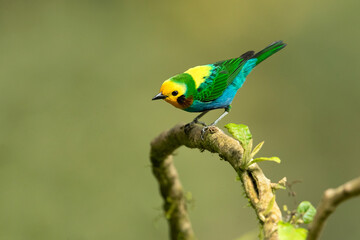 Multicoloured tanager (Chlorochrysa nitidissima) is a species of bird in the family Thraupidae. It is endemic to the mountains of Colombia, and as of 2010 has been categorized as vulnerable 