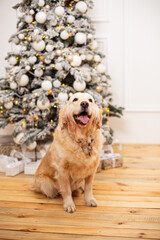 Ginger dog near Christmas tree white decorations holiday