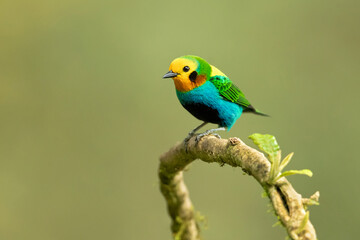 Fototapeta na wymiar Multicoloured tanager (Chlorochrysa nitidissima) is a species of bird in the family Thraupidae. It is endemic to the mountains of Colombia, and as of 2010 has been categorized as vulnerable 