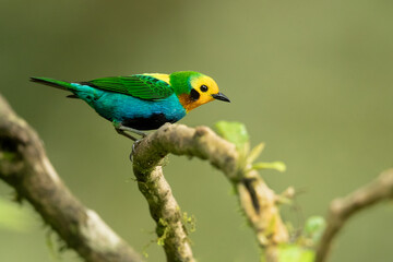 Multicoloured tanager (Chlorochrysa nitidissima) is a species of bird in the family Thraupidae. It...