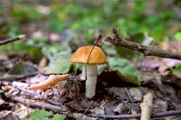Single red boletus mushroom in the wild. Red boletus mushroom grows on the forest floor at autumn season..