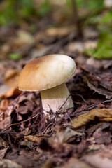 Boletus mushroom in the wild. Porcini mushroom grows on the forest floor at autumn season..