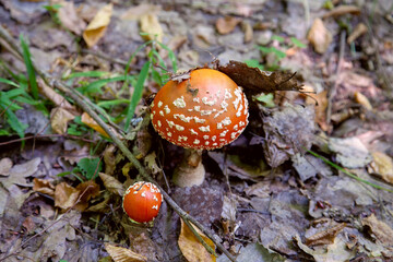 Mushroom family of Amanita muscaria, commonly known as the fly agaric or fly amanita.