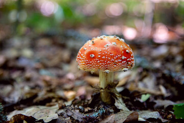 Amanita muscaria, commonly known as the fly agaric or fly amanita.