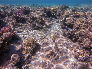 Naklejka na ściany i meble Blackspotted rubberlip fish or plectorhinchus gaterinus at coral reef..