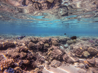 Surgeon fish or sohal tang fish (Acanthurus sohal) at the Red Sea coral reef..