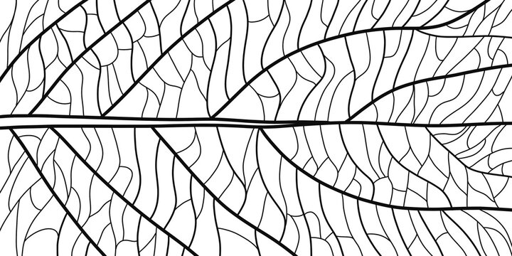 Artistic simple modern black and white abstract illustration (hand drawn) in the form of a leaf of a plant with stripes, can be used as a background