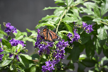 Viceroy Butterfly Perched Among Dark Purple Flowers