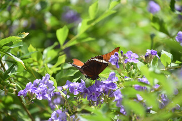 Close Up with an Orange and Black Butterfly