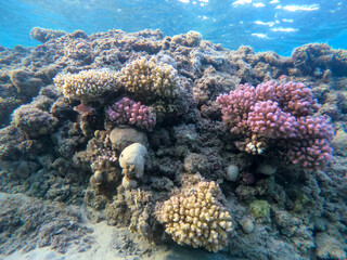 Naklejka na ściany i meble Underwater life of reef with corals and tropical fish. Coral Reef at the Red Sea, Egypt.