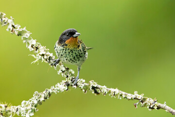 The rufous-throated tanager (Ixothraupis rufigula) is a species of bird in the family Thraupidae. It is found in Colombia and Ecuador.