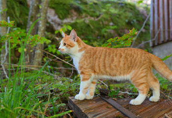 Naklejka na ściany i meble Pet cat exploring outdoors in the countryside