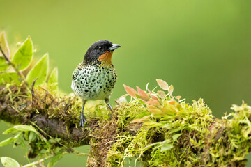 The rufous-throated tanager (Ixothraupis rufigula) is a species of bird in the family Thraupidae. It is found in Colombia and Ecuador.