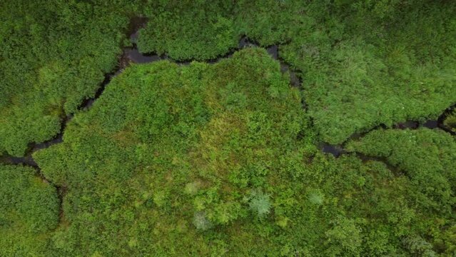 Aerial top view of water flowing through a green forest in Algonquin Park, Ontario, Canada