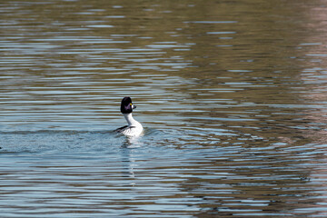 Common Goldeneye (Bucephala clangula) male in park, Russia