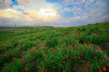 Amazing View to the Blossoming Poppy Field with Red Flowers under the Blue Sky, Uzbekistan
