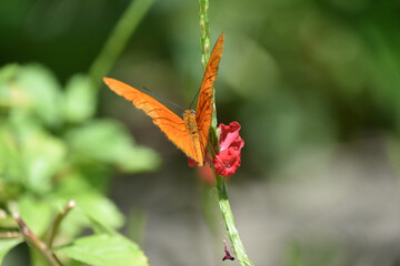 Brilliant Orange Butterfly in a Garden with a Red Flower