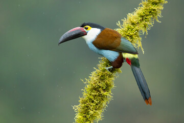 Black-billed mountain toucan (Andigena nigrirostris) It is found in humid highland forests in the Andes of western Venezuela, Colombia, Ecuador and Peru
