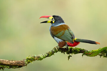 Grey-breasted mountain toucan (Andigena hypoglauca) is a species of bird in the family Ramphastidae found in humid highland forest, often at the tops of the trees, in the Andes of southern Colombia