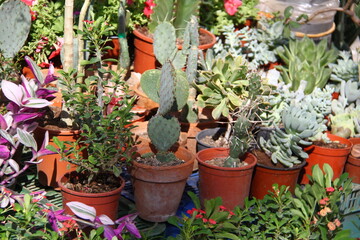 Fototapeta na wymiar Cactus 