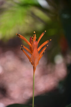 Orange Tropical Flowers Blooming In The Spring