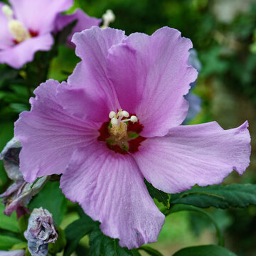 Hibiscus syriacus L. - Malvaceae - Ibisco cinese