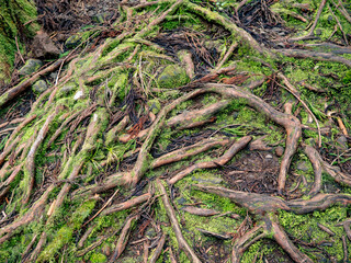 Terre Plate ile Réunion