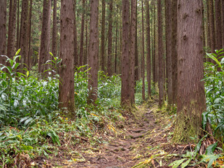 Terre Plate ile R&eacute;union