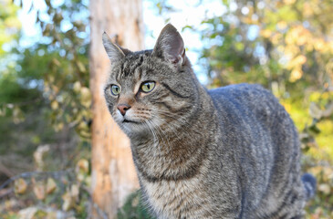 Cat in the countryside 
